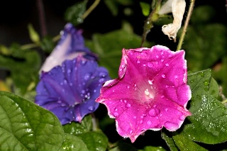 「桔梗咲き朝顔」のサムネイル画像