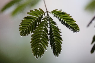 「オジギソウ」のサムネイル画像