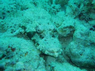 「ワニゴチ(Crocodile flathead)」のサムネイル画像
