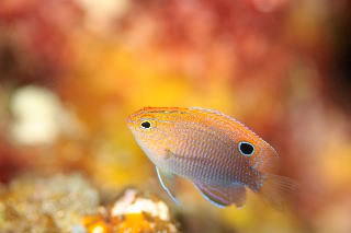 「クロメガネスズメダイ」のサムネイル画像