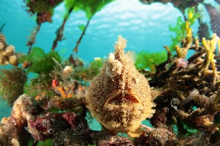 「ボンボリイザリウオ(ボンボリカエルアンコウ)」のサムネイル画像