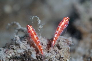 「red-blotched pygmy-goby(レッドブロッチピグミーゴビー)」のサムネイル画像