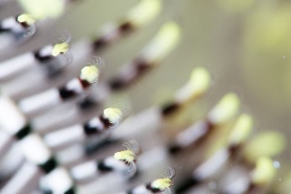 「ウミシダの仲間(sea feather)」のサムネイル画像