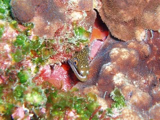 「ワカウツボ」のサムネイル画像