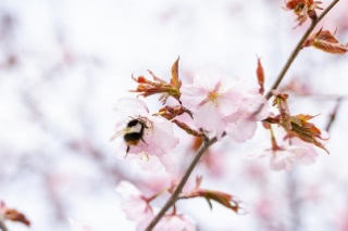 「オオヤマザクラ(エゾヤマザクラ,ベニヤマザクラ)」のサムネイル画像
