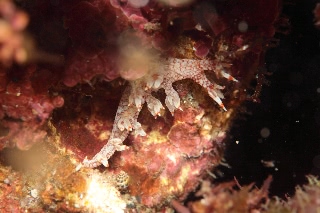 「ユビウミウシ」のサムネイル画像