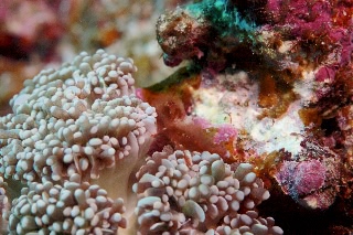 「オランウータンクラブ(オラウータンクラブ)」のサムネイル画像