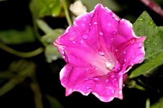 「桔梗咲き朝顔」のサムネイル画像