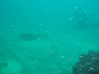 「ネコザメ」のサムネイル画像