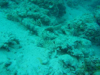 「ワニゴチ(Crocodile flathead)」のサムネイル画像