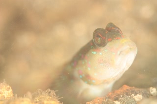 「オイランハゼ」のサムネイル画像