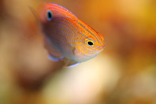 「クロメガネスズメダイ」のサムネイル画像