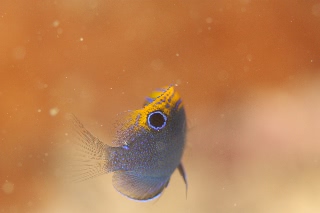 「クロメガネスズメダイ」のサムネイル画像