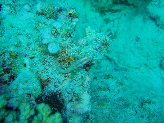 「イシガキカエルウオ」のサムネイル画像