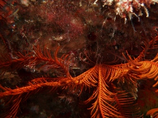 「ウミシダの足下」のサムネイル画像