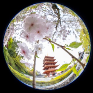 「ヤエシダレザクラ(八重しだれ桜)」のサムネイル画像