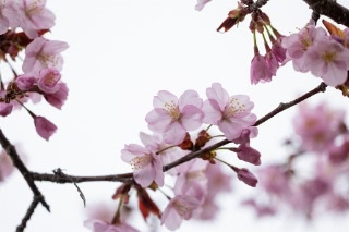 「オオヤマザクラ(エゾヤマザクラ,ベニヤマザクラ)」のサムネイル画像