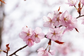 「オオヤマザクラ(エゾヤマザクラ,ベニヤマザクラ)」のサムネイル画像