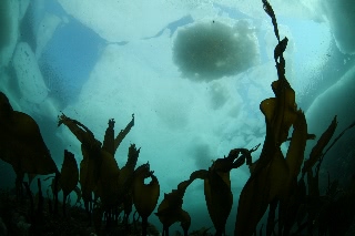「流氷」のサムネイル画像