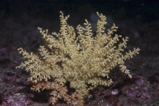 「センナリスナギンチャク」のサムネイル画像