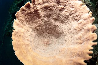 「無題」のサムネイル画像