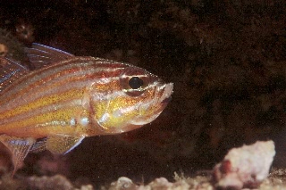 「キンセンイシモチ(Southern orange-lined cardinal fish)」のサムネイル画像