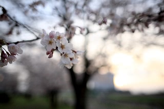 「ソメイヨシノ(染井吉野)」のサムネイル画像