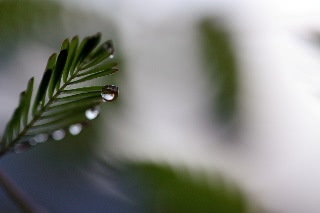 「オジギソウ」のサムネイル画像