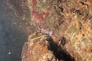 「謎生物」のサムネイル画像