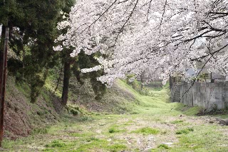 「ソメイヨシノ(染井吉野)」のサムネイル画像
