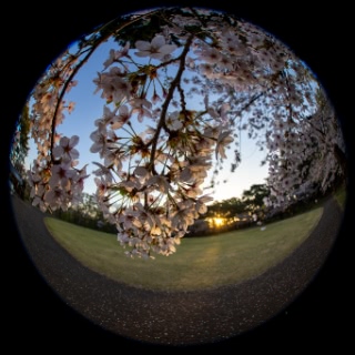 「ソメイヨシノ(染井吉野)」のサムネイル画像