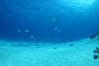 「マダラトビエイ」のサムネイル画像