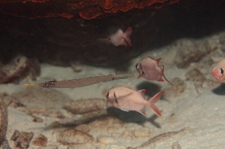 「ヘラヤガラ(Trumpetfish)」のサムネイル画像