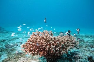 「デバスズメダイ」のサムネイル画像