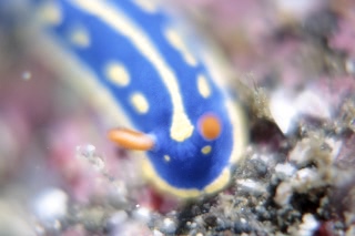 「アオウミウシ」のサムネイル画像