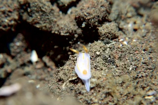 「名無し」のサムネイル画像