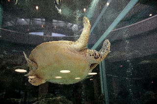 「アオウミガメ(Green turtle)」のサムネイル画像