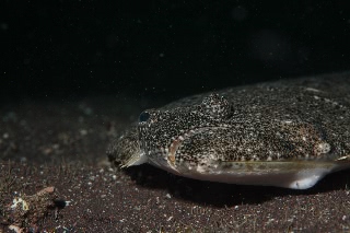 「カレイ」のサムネイル画像