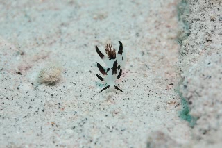 「パンダツノウミウシ」のサムネイル画像