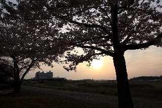 「ソメイヨシノ(染井吉野)」のサムネイル画像