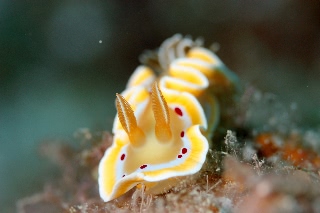 「アカテンイロウミウシ」のサムネイル画像