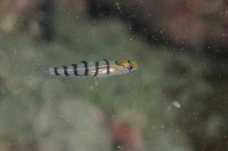 「キヌバリ(Serpentine goby)」のサムネイル画像