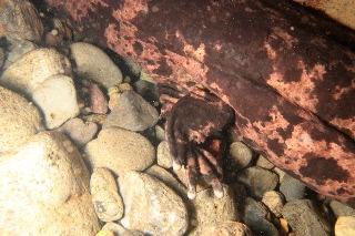 「オオサンショウウオ(ハンザキ,Japanese giant salamander,JGS)」のサムネイル画像