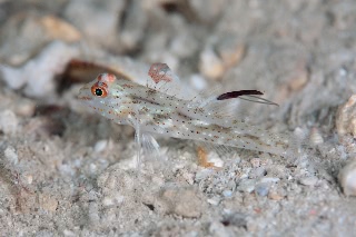「ヒレフリサンカクハゼ」のサムネイル画像
