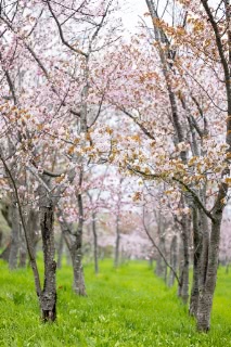 「オオヤマザクラ(エゾヤマザクラ,ベニヤマザクラ)」のサムネイル画像