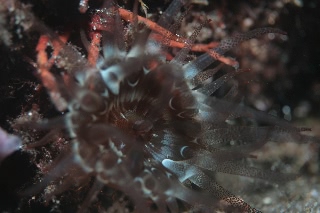 「イソギンチャクの仲間」のサムネイル画像