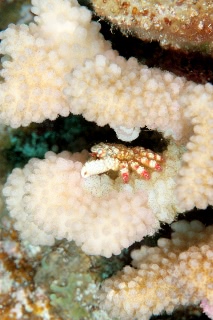 「無題」のサムネイル画像