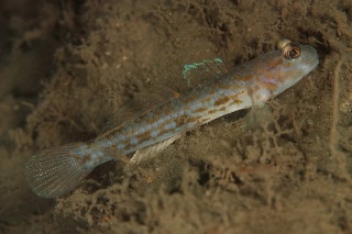 「無題」のサムネイル画像