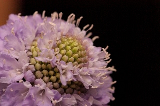 「Blue Cushion(ブルー・クッション)」のサムネイル画像