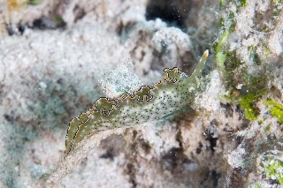 「無題」のサムネイル画像